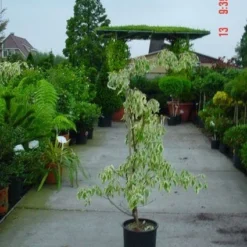 Reuzenkornoelje (Cornus Controversa 'Variegata') 18 Reuzenkornoelje (Cornus Controversa 'Variegata') -Exporteren Tuin Sprank Winkel 20120220150500 7 1