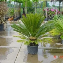 Cycaspalm (Cycas Revoluta) -Exporteren Tuin Sprank Winkel 20120220154507 5