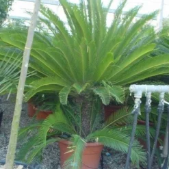 Exporteren Tuin Sprank Winkel 4 Cycaspalm (Cycas Revoluta)