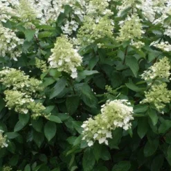 Nieuwe Producten 11 Pluimhortensia (Hydrangea Paniculata 'Unique')
