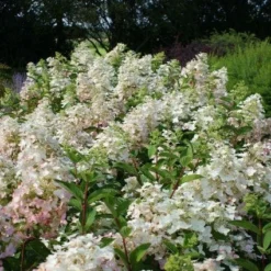 Nieuwe Producten -Exporteren Tuin Sprank Winkel 20120225112833 5