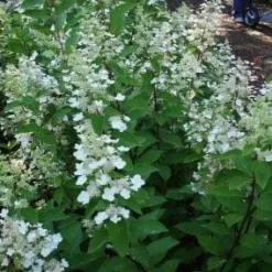 Pluimhortensia (Hydrangea Paniculata 'Tardiva')