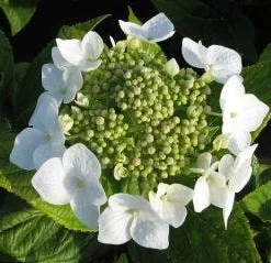Hortensia (Hydrangea Macrophylla 'Lanarth White') 7 Hortensia (Hydrangea Macrophylla 'Lanarth White') -Exporteren Tuin Sprank Winkel 20120225172724 4 1