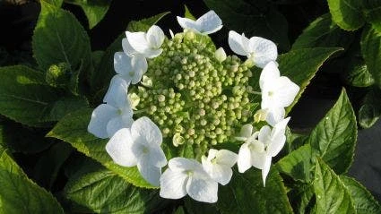 Hortensia (Hydrangea Macrophylla 'Lanarth White') 3 Hortensia (Hydrangea Macrophylla 'Lanarth White') - Afbeelding 3