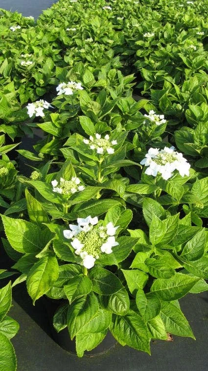 Hortensia (Hydrangea Macrophylla 'Lanarth White') 4 Hortensia (Hydrangea Macrophylla 'Lanarth White') - Afbeelding 4