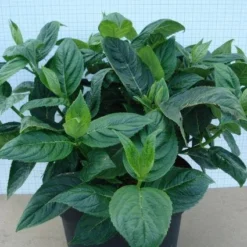 Hortensia (Hydrangea Macrophylla 'Lanarth White') 9 Hortensia (Hydrangea Macrophylla 'Lanarth White') -Exporteren Tuin Sprank Winkel 20120305134546 4 1