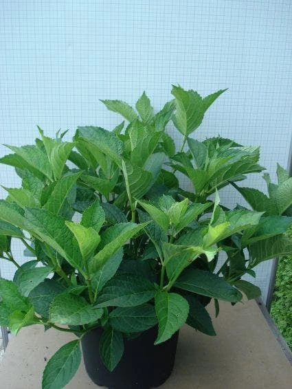 Hortensia (Hydrangea Macrophylla 'Soeur Therese') 2 Hortensia (Hydrangea Macrophylla 'Soeur Therese') - Afbeelding 2