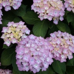 Hortensia (Hydrangea 'Endless Summer' Roze)