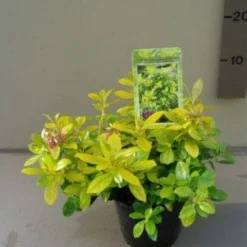 Nieuwe Producten -Exporteren Tuin Sprank Winkel 20121016144901 1 1