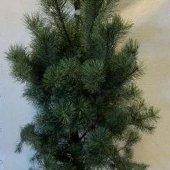 Grove Den, Solitair (Pinus Sylvestris) 16 Grove Den, Solitair (Pinus Sylvestris) -Exporteren Tuin Sprank Winkel 20130125134826 18