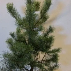 Grove Den, Solitair (Pinus Sylvestris) 17 Grove Den, Solitair (Pinus Sylvestris) -Exporteren Tuin Sprank Winkel 20130125134849 18