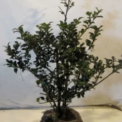 Exporteren Tuin Sprank Winkel -Exporteren Tuin Sprank Winkel 20130126113351 2