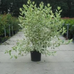 Bonte Kornoelje (Cornus Alba 'Elegantissima') 11 Bonte Kornoelje (Cornus Alba 'Elegantissima') -Exporteren Tuin Sprank Winkel 20130214103242 3