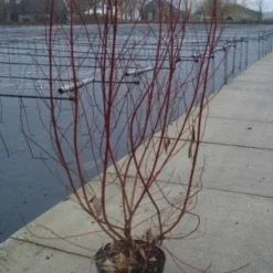 Bonte Kornoelje (Cornus Alba 'Elegantissima') 8 Bonte Kornoelje (Cornus Alba 'Elegantissima') -Exporteren Tuin Sprank Winkel 20130214103250 3