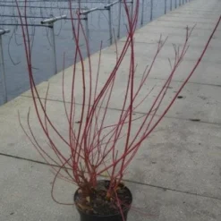 Kornoelje (Cornus Alba 'Sibirica') 10 Kornoelje (Cornus Alba 'Sibirica') -Exporteren Tuin Sprank Winkel 20130214103537 6 1