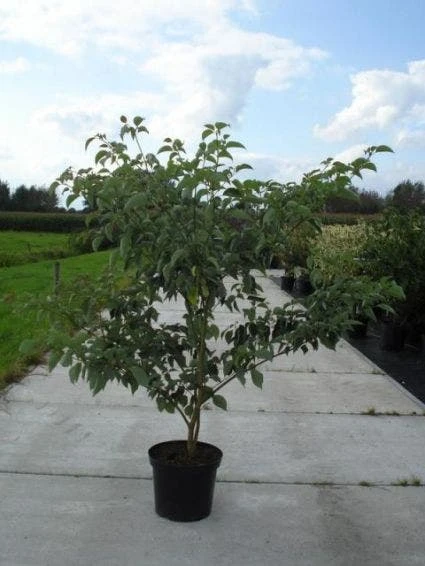 Reuzenkornoelje (Cornus Controversa 'Variegata') 1 Reuzenkornoelje (Cornus Controversa 'Variegata')