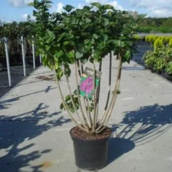 Sering (Syringa Vulgaris 'Michel Buchner')