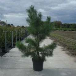 Grove Den, Solitair (Pinus Sylvestris) 18 Grove Den, Solitair (Pinus Sylvestris) -Exporteren Tuin Sprank Winkel 20130215102527 18