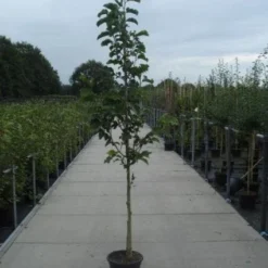 Beverboom (Magnolia Kobus) 12 Beverboom (Magnolia Kobus) -Exporteren Tuin Sprank Winkel 20130215115339 7