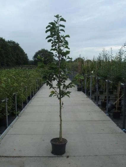 Beverboom (Magnolia Kobus) 4 Beverboom (Magnolia Kobus) - Afbeelding 4