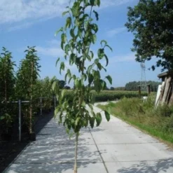 Beverboom (Magnolia Kobus) 13 Beverboom (Magnolia Kobus) -Exporteren Tuin Sprank Winkel 20130215115408 19