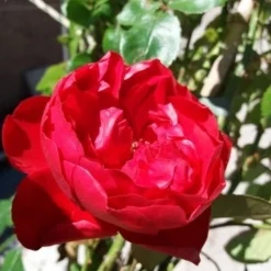 Klimroos (Rosa 'Amadeus') 6 Klimroos (Rosa 'Amadeus') -Exporteren Tuin Sprank Winkel 20190629 130707 1