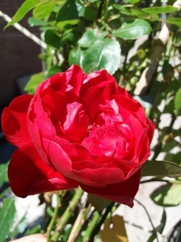 Klimroos (Rosa 'Amadeus') 3 Klimroos (Rosa 'Amadeus') - Afbeelding 3