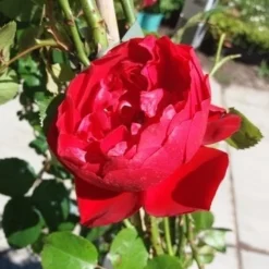 Klimroos (Rosa 'Amadeus') 7 Klimroos (Rosa 'Amadeus') -Exporteren Tuin Sprank Winkel 20190629 130841 1