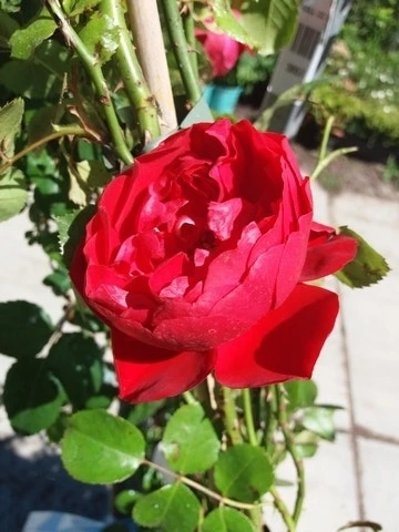 Klimroos (Rosa 'Amadeus') 4 Klimroos (Rosa 'Amadeus') - Afbeelding 4