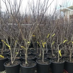 Kornoelje (Cornus Florida 'Rainbow') 5 Kornoelje (Cornus Florida 'Rainbow') -Exporteren Tuin Sprank Winkel 20201228 joha pre t16 69676