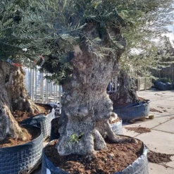 Grote Olijfboom (Olea Europaea) 5 Grote Olijfboom (Olea Europaea) -Exporteren Tuin Sprank Winkel 20220217 110431