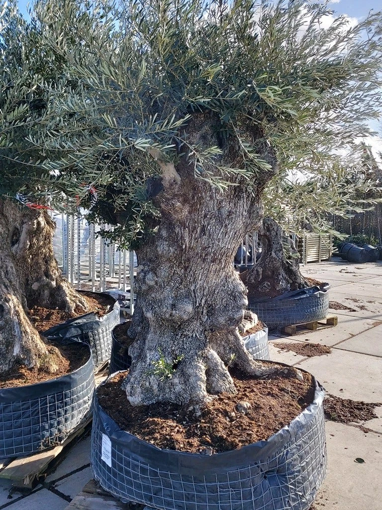 Grote Olijfboom (Olea Europaea) 3 Grote Olijfboom (Olea Europaea) - Afbeelding 3