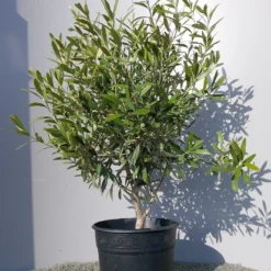 Olijf Als Struik (Olea Europaea) 27 Olijf Als Struik (Olea Europaea) -Exporteren Tuin Sprank Winkel 20220223 132146