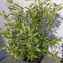 Olijf Als Struik (Olea Europaea) 26 Olijf Als Struik (Olea Europaea) -Exporteren Tuin Sprank Winkel 20220223 132223