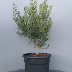 Olijf Als Struik (Olea Europaea) 22 Olijf Als Struik (Olea Europaea) -Exporteren Tuin Sprank Winkel 20220223 132609