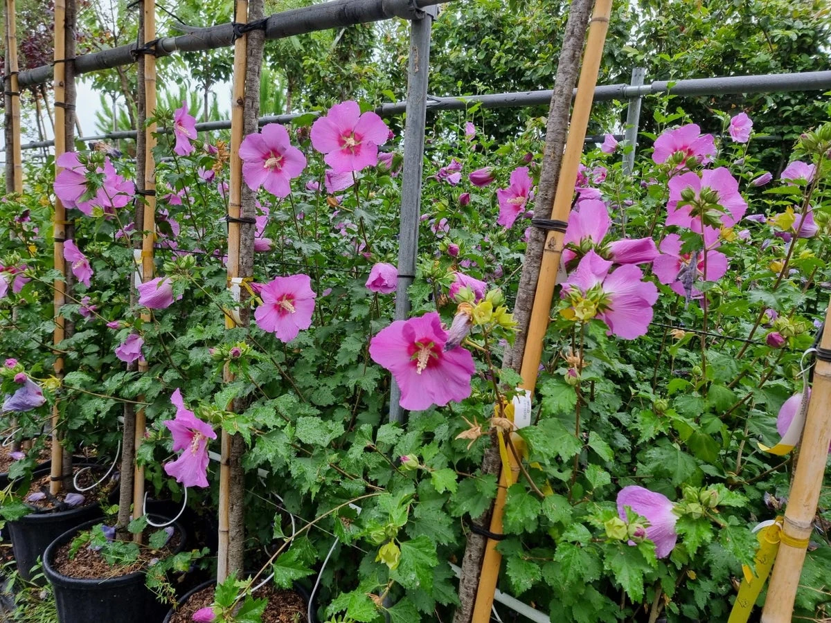 Altheastruik (Hibiscus Syriacus 'Rose Moon') 6 Altheastruik (Hibiscus Syriacus 'Rose Moon') - Afbeelding 6