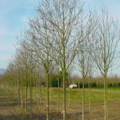 Beverboom (Magnolia Cylindrica)