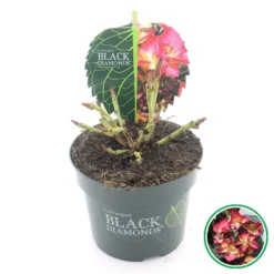 Hortensia (Hydrangea Black Diamonds Dark Angel) -Exporteren Tuin Sprank Winkel 3 4 2