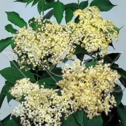 Vlier (Sambucus Nigra) 7 Vlier (Sambucus Nigra) -Exporteren Tuin Sprank Winkel 703081 3