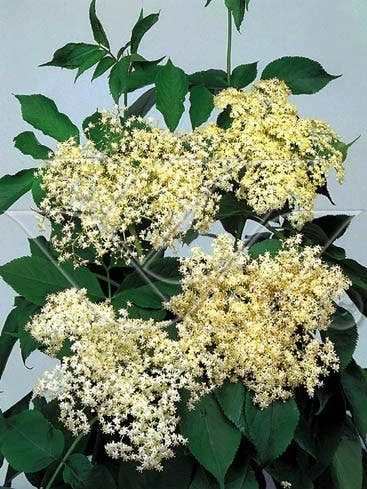 Vlier (Sambucus Nigra) 4 Vlier (Sambucus Nigra) - Afbeelding 4