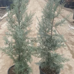 Cipres (Cupressus Arizonica 'Glauca') -Exporteren Tuin Sprank Winkel 94d98ecf eeaf 4488 bd36 6b6bea13f39a