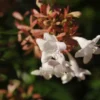 Abelia (Abelia Grandiflora 'Compacta')