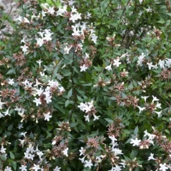 Abelia (Abelia Grandiflora 'Sherwood')