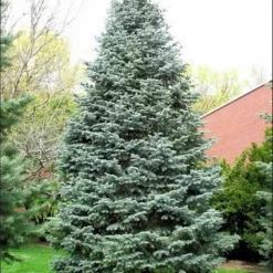 Colorado Zilverspar (Abies Concolor) 17 Colorado Zilverspar (Abies Concolor) -Exporteren Tuin Sprank Winkel abies concolor