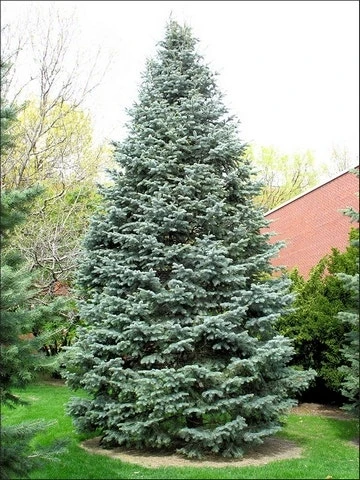 Colorado Zilverspar (Abies Concolor) 9 Colorado Zilverspar (Abies Concolor) - Afbeelding 9