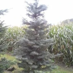 Colorado Zilverspar (Abies Concolor) 13 Colorado Zilverspar (Abies Concolor) -Exporteren Tuin Sprank Winkel abies concolor 300 350