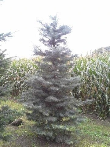 Colorado Zilverspar (Abies Concolor) 5 Colorado Zilverspar (Abies Concolor) - Afbeelding 5