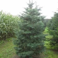 Colorado Zilverspar (Abies Concolor) 15 Colorado Zilverspar (Abies Concolor) -Exporteren Tuin Sprank Winkel abies concolor 300 350 1