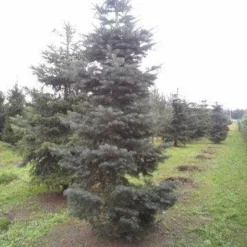 Colorado Zilverspar (Abies Concolor) 14 Colorado Zilverspar (Abies Concolor) -Exporteren Tuin Sprank Winkel abies concolor 300 350 2