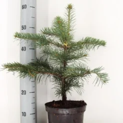 Colorado Zilverspar (Abies Concolor) 16 Colorado Zilverspar (Abies Concolor) -Exporteren Tuin Sprank Winkel abies concolor c3 m